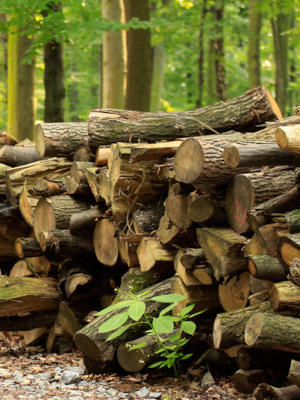 Drewno składowane w lesie i przeznaczone do produkcji artykułów dekoracyjnych i meblarskich.